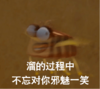 蜜蜂 溜的过程中不 忘对你邪魅一 笑