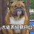 狗 汪星人 大佬不轻易开口