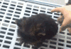 猫咪 打闹 逗比 玩耍