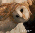 猫头鹰 转头 可爱 呆萌