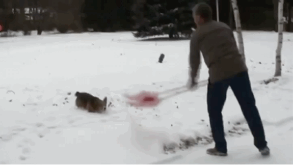 狗狗 玩雪 雪地 翻滚 开心