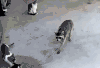 萌宠 猫 喵星人 狗 汪星人 抢食