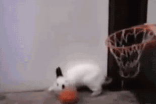 兔子 蓝球 投球 白色