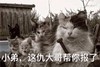 萌宠 猫星人 这仇大哥给你报了 我来了 呆萌 可爱