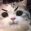 萌宠 猫星人 不愧是我 自豪 搞怪 逗