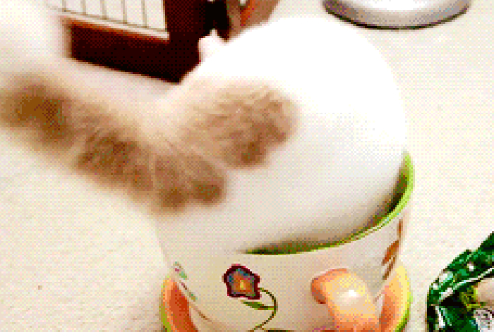 茶杯 转圈 小猫 可爱