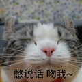 别说话，吻我 猫咪 闭眼 可爱