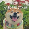 萌宠 汪星人 加油 一切都会好起来的 可爱 阳光