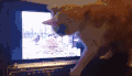 鸟 bird 猫 宠物