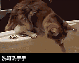 猫咪 洗手 奇葩 搞笑