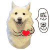萌宠 感恩 狗狗 得瑟 搞笑 恶搞