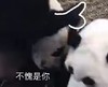 萌宠 熊猫 不愧是你 佩服 呆萌 可爱