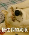 萌宠 汪星人 捂住我的狗眼 看不见 搞怪 逗