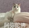 萌宠 喵星人 阿弥陀佛 举手 沙雕 搞怪