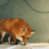 狐狸 漂亮 可爱 玩耍
