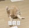 萌宠 猫星人 我同意 你说得对 呆萌 可爱
