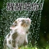 迷你猪 可爱 搞笑 斗图 醒醒吧你