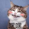 萌宠 猫 猫咪 喵星人 嘿嘿 开心
