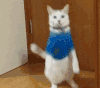 猫咪 站立 摔倒 可爱