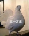 萌宠 鸽子 我一定来 开心 呆萌 可爱