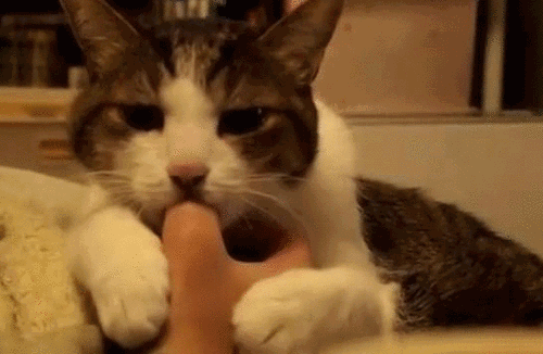 猫咪 吃手指 可爱 喝奶