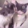 萌宠 猫咪 猫 喵星人 亲你 撩