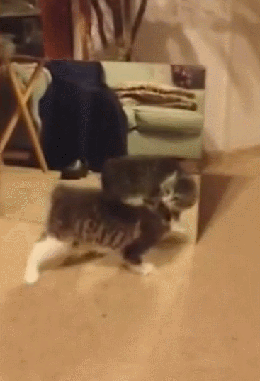 小猫 镜子 模仿 翻滚 跟着我练瑜伽吧