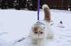 小猫 雪地 可爱 毛茸茸