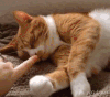 猫咪 打扫 睡觉 可爱 捂脸