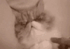 洗脸 睡觉 小猫 沙发