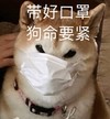 萌宠 汪星人 戴好口罩 保命要紧 调皮 淘气