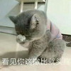 萌宠 猫星人 看见你我就头痛 呆萌 可爱