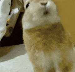 可爱 兔子 毛绒绒 不要啦