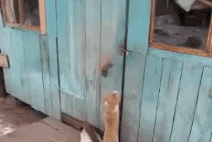 猫咪 门 转圈 黑白