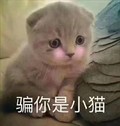 猫咪 可爱 呆萌 斗图 骗你是小猫