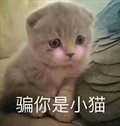 猫咪 可爱 呆萌 斗图 骗你是小猫