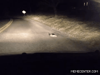 兔子 夜晚 马路 转圈圈