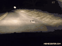 兔子 夜晚 马路 转圈圈