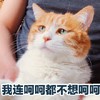 萌宠 喵星人 我连呵呵都不想呵呵 生气 搞怪 呆萌