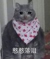 萌宠 猫星人 憨憨落泪 委屈 难受