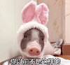 萌宠 小猪 你以前不是这样的 你变了 呆萌 可爱