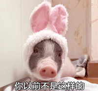萌宠 小猪 你以前不是这样的 你变了 呆萌 可爱