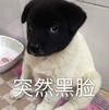 萌宠 汪星人 突然黑脸 生气 逗