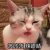 萌宠 喵星人 咳咳咳 辣眼睛 搞怪 淘气