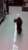贵宾犬 蹦跳 引导 活泼