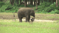 视频 狗 大小 大象