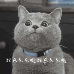 猫咪 喵星人 双飞萌萌哒 搞笑 可爱