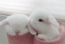 兔宝宝 有爱 舔 温馨