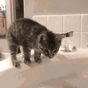 猫咪 可爱 萌宠 泡泡浴
