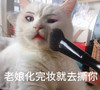 萌宠 喵星人 老娘化完妆 就去撕你 呆萌 可爱